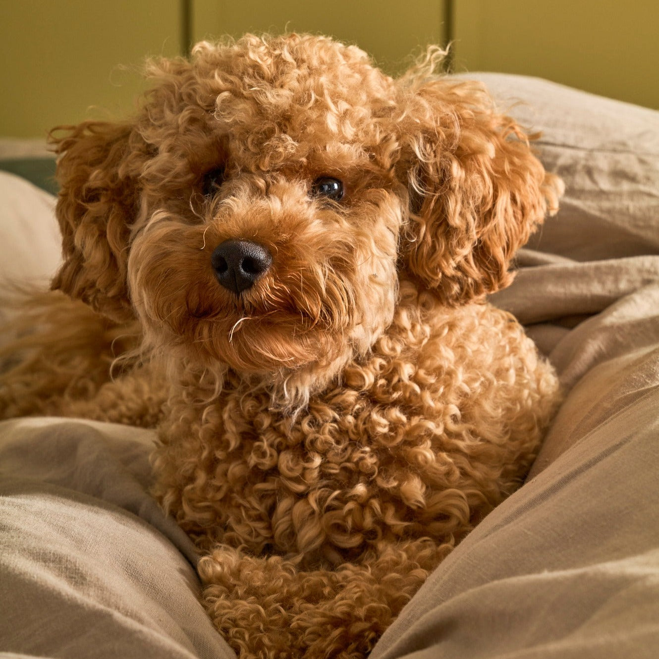 Le draps housse en lin lavé